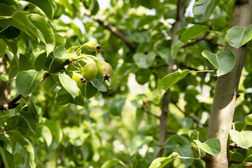 Young pears on the tree in the fruit garden