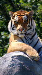 siberian tiger cub