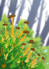 Cantharellus lutescens cama groc