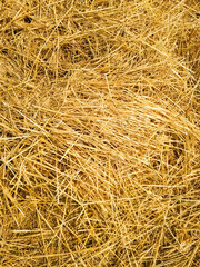Straw lying in stacks on the field natural texture background yellow