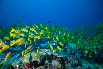 Obraz na płótnie Canvas a school of fish, coral reef maldives 