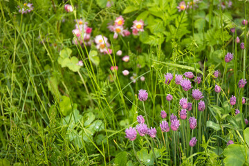 Closeup nature view of green grass and purple flowers of of decorative chives bow