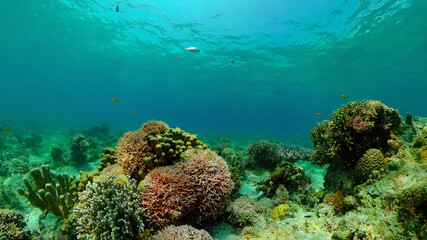 Naklejka na ściany i meble Underwater tropical colourful soft-hard corals seascape. Underwater fish reef marine. Philippines.