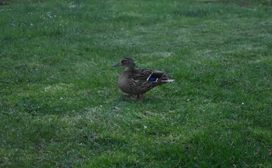 Patos, vida animal en la ciudad