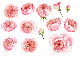 collection of hand painted watercolor illustration of  Juliet roses isolated on white