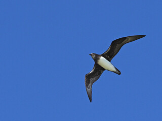 Phoenix petrel, Pterodroma alba