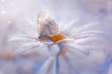 Makro motyl © Iwona
