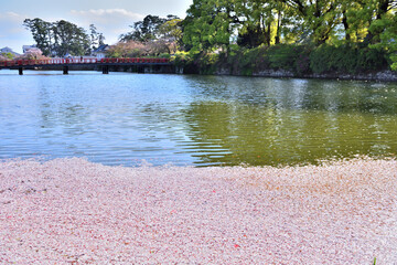 小田原城のお濠の水面を覆う桜の花びら