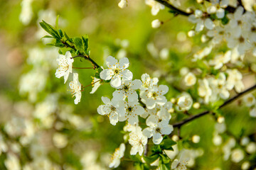 Cherry tree blossoming on a sunny day showing harmony and eco friendly environment