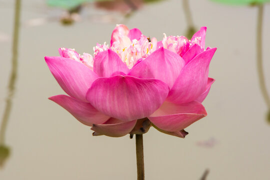 Blooming lotus flower close-up. Lotus blossom. Beautiful pink lotus flower on the lake.