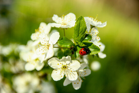 A ladybud on a cherry tree branch full of flowers