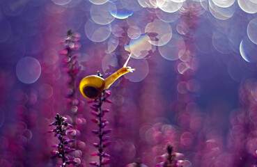 Erica © Iwona