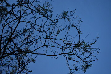 Mirando al cielo tumbado en la hierba 