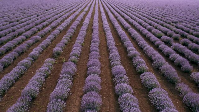 Aerial drone flight above large blossoming lavender field. Agriculture background.