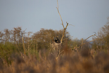 Hungry Cormorant Chicks Waiting to be Fed