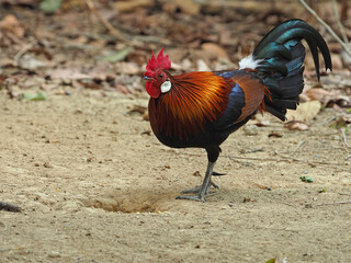 Red Junglefowl, Gallus gallus gallus