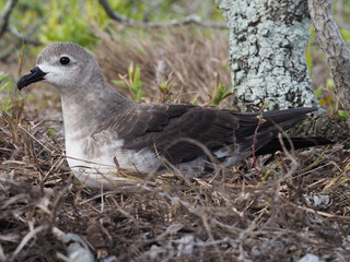 Kermadec petrel, Pterodroma neglecta