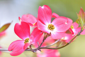 Fototapeta na wymiar 街路で美しく咲くピンクのハナミズキ