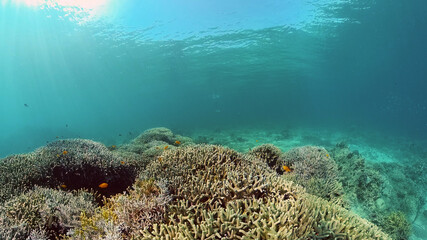 Fototapeta na wymiar The Underwater World of the with Colored Fish and a Coral Reef. Tropical reef marine. Philippines.