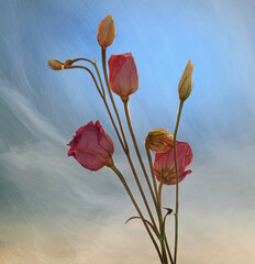 Fioletowe kwiaty Eustoma
