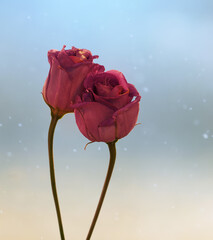 Fototapeta Fioletowe kwiaty Eustoma obraz