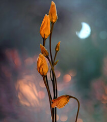 Fleurs jaunes Eustoma