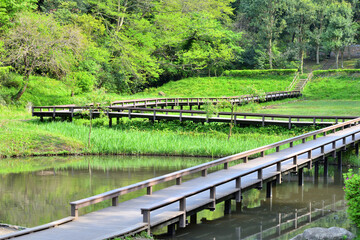 公園の池と樹木と木橋