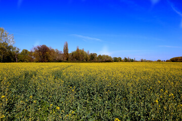 Yellow flowers field with sky background