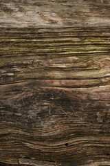 Naklejka na ściany i meble Old, seasoned wood gnarled texture. Perfect rural, natural background.