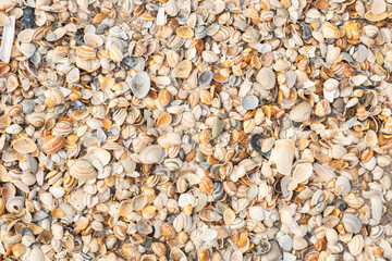 Marine  shore pattern of many little seashells and pebbles. Beach style background.