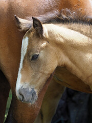 Fototapeta premium Welsh Pony Foal