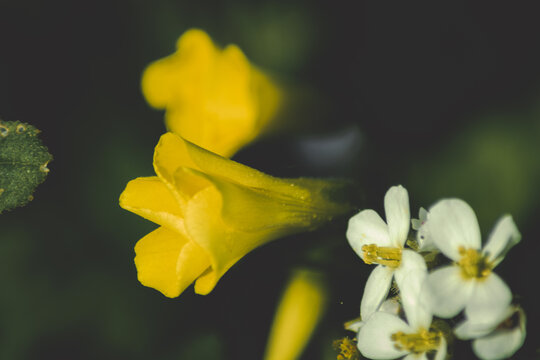 flores