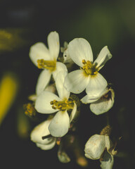 Fototapeta na wymiar flores