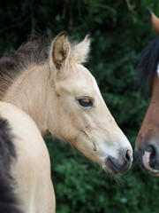 Obraz na płótnie Canvas Welsh Pony Foal