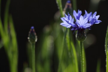 a blue cornflower with buds on the black background