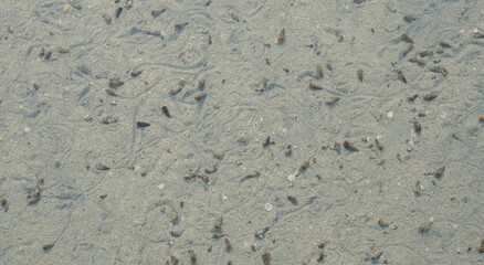 The living sea shells movement marks on the sea floor.