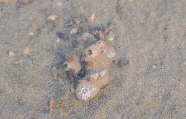 Living sea shells on coral in wakrah beach qatar
