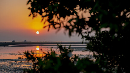 Sunrise in wakrah beach along with mangrove plant.