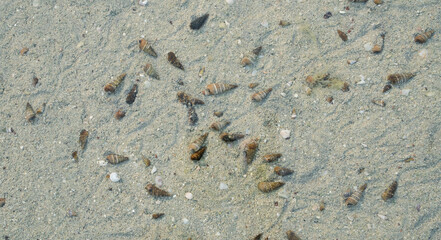 The living sea shells movement marks on the sea floor.