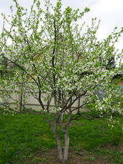 Fototapeta na wymiar young cherry tree blooms in early spring in the garden