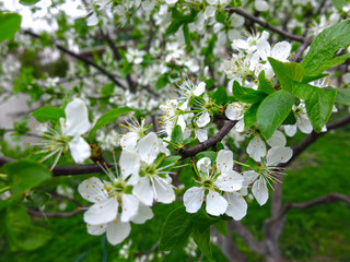 young cherry tree blooms in early spring in the garden