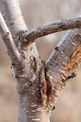 A vertically damaged cherry tree trunk with protruding branches. Close-up, selective focus.