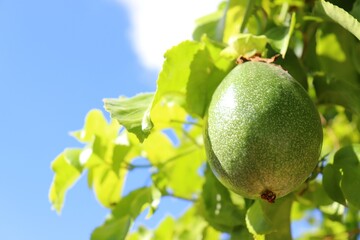 Passion fruit growing on the vine.