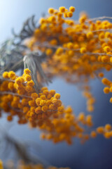 Mimosa close-up branch with yellow balls on a blue background.  - 430575370