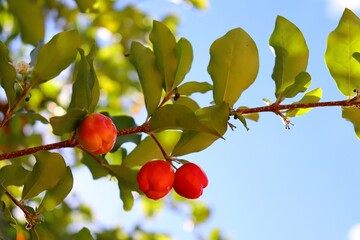 Acerola cherry fruit on the tree,  also known as Barbados cherries or West Indian cherries. Selective focus