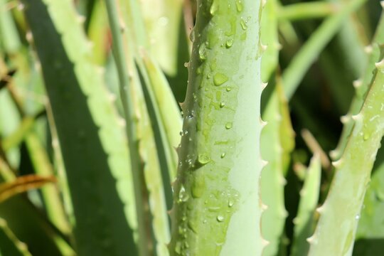 Aloe Vera plant (Babosa plant). Aloe Vera leaf.