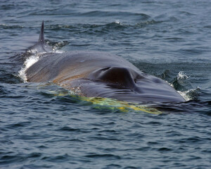 Fototapeta premium A Fin Whale moves toward our vessel, Bay of Fundy, Canada 