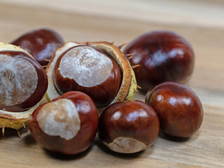 Früchte der Rosskastanie, Aesculus hippocastanum