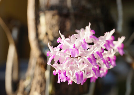 Selective focus closed up Aerides multiflora orchid little flowers in nature background