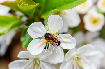 White cherry blossom and a little bee